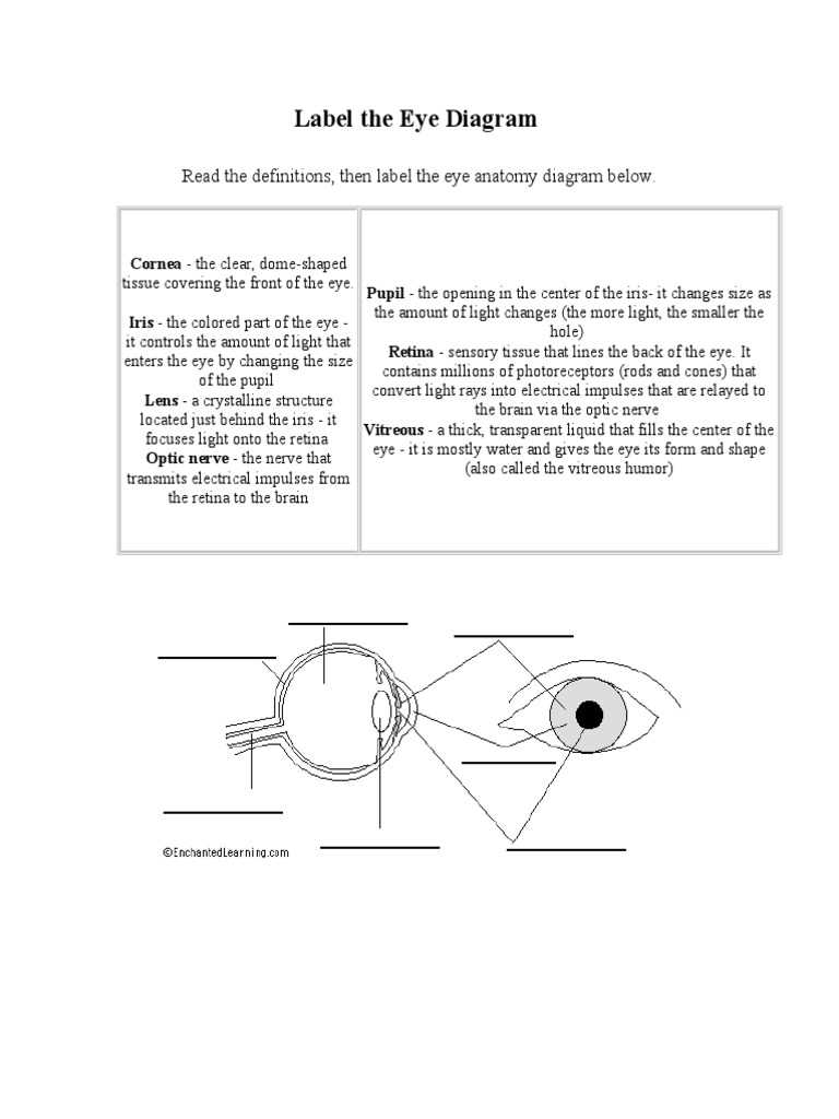 eye anatomy diagram worksheet