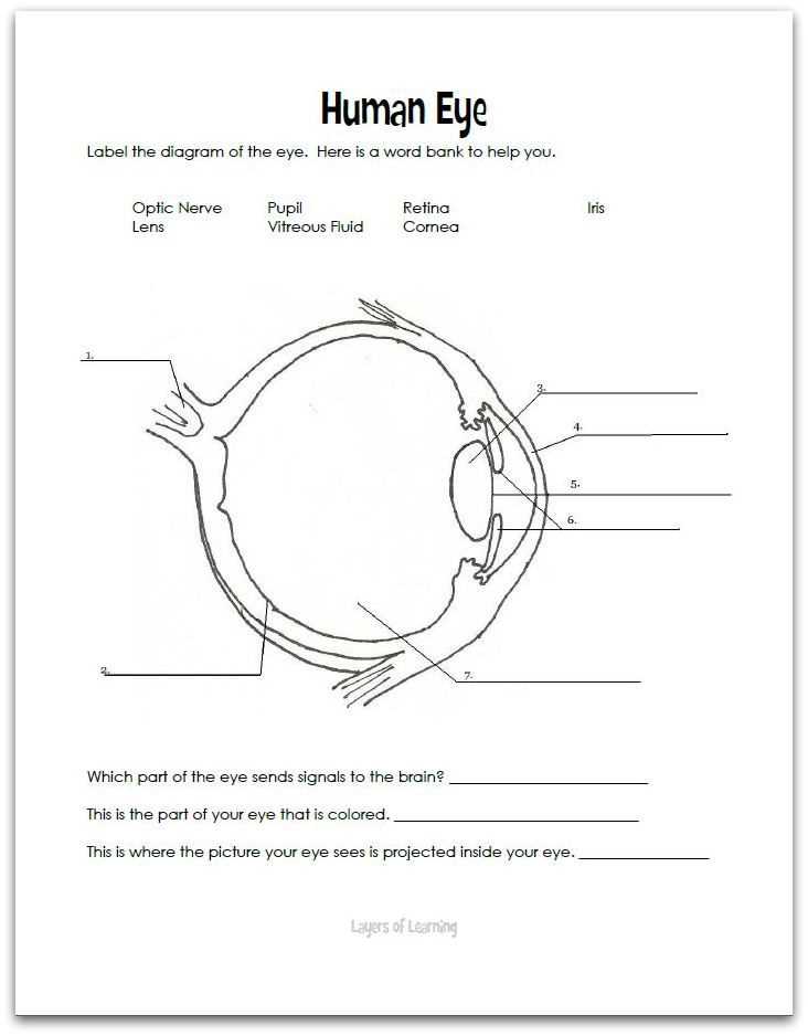 eye anatomy diagram worksheet