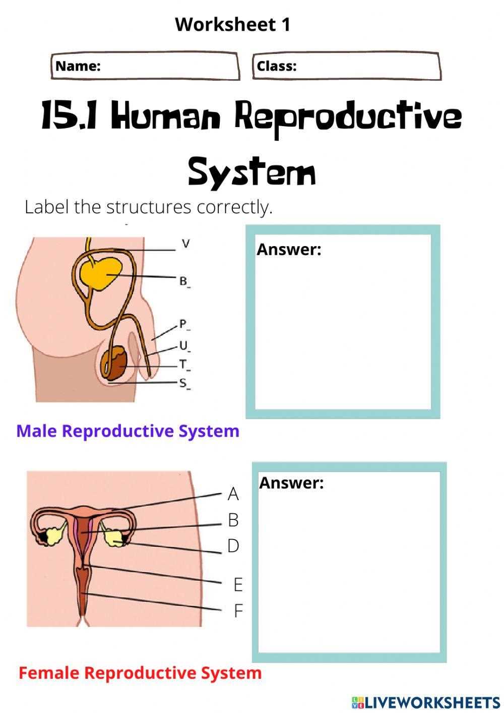 female and male reproductive system worksheet