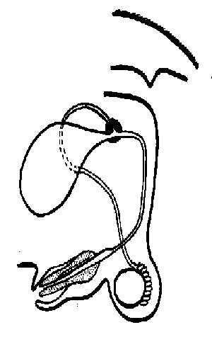 female and male reproductive system worksheet