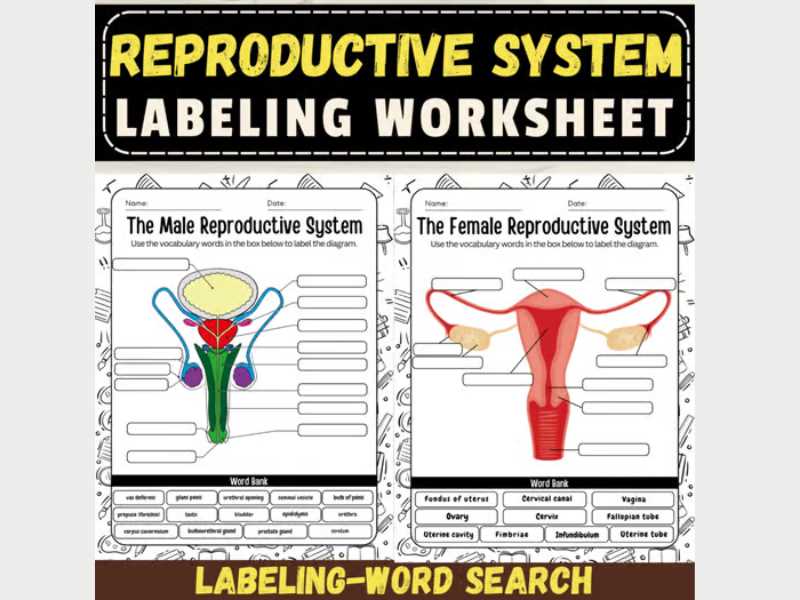 female reproductive system terminology worksheet