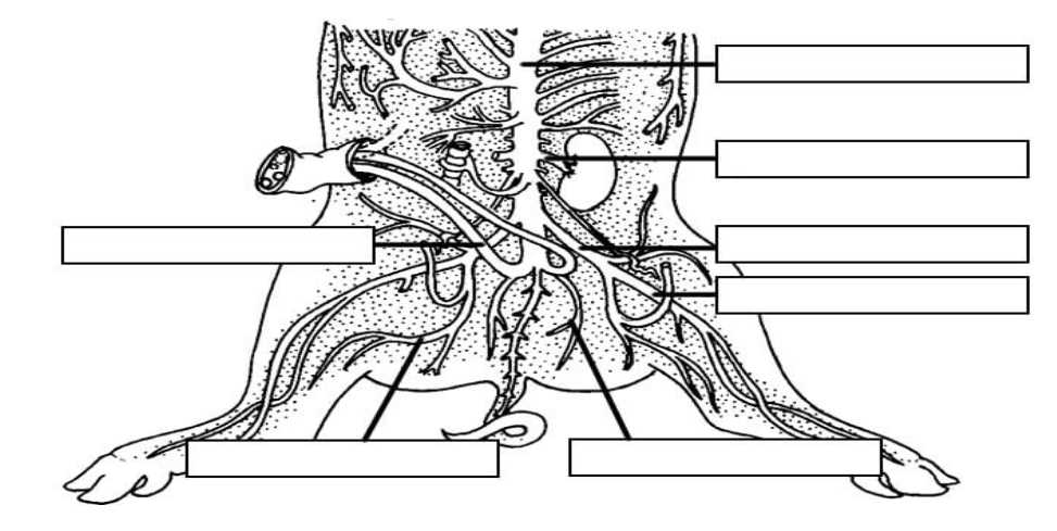 fetal pig dissection worksheet