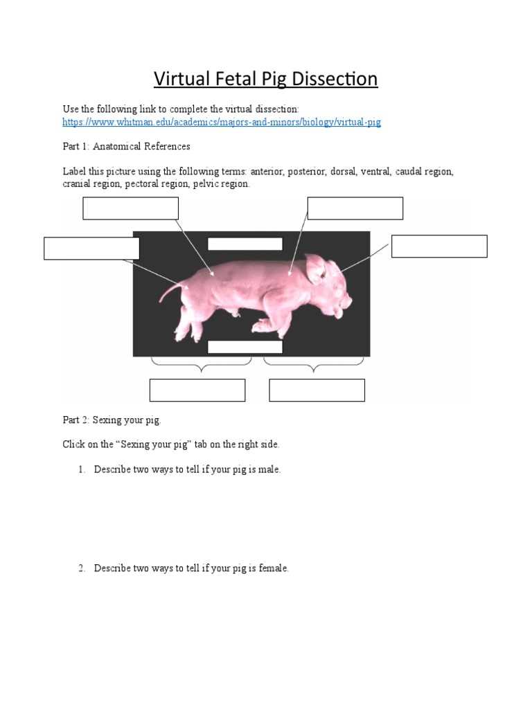 fetal pig dissection worksheet