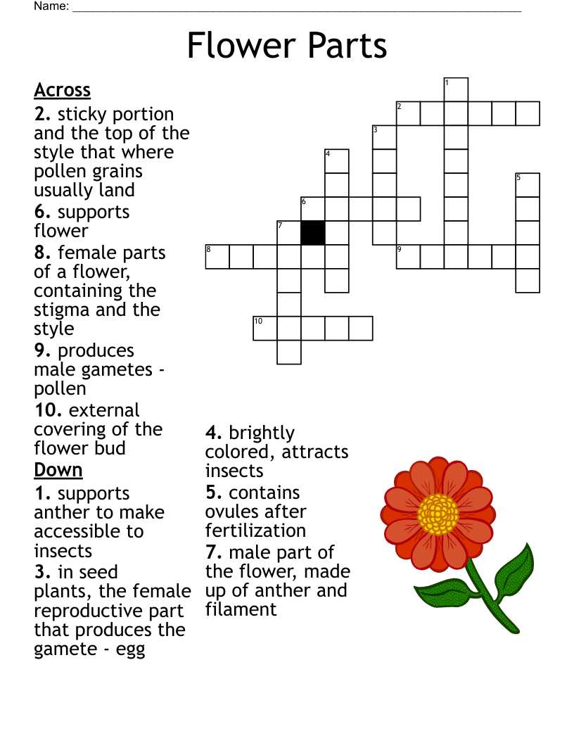 flower structure and reproduction worksheet