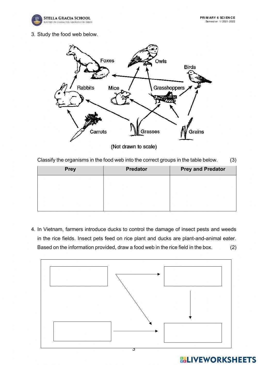 food chain and food web worksheet