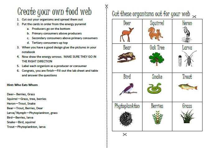 food chain food web and energy pyramid worksheet