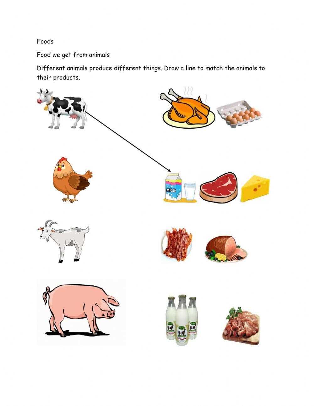 food from plants and animals worksheets for kindergarten