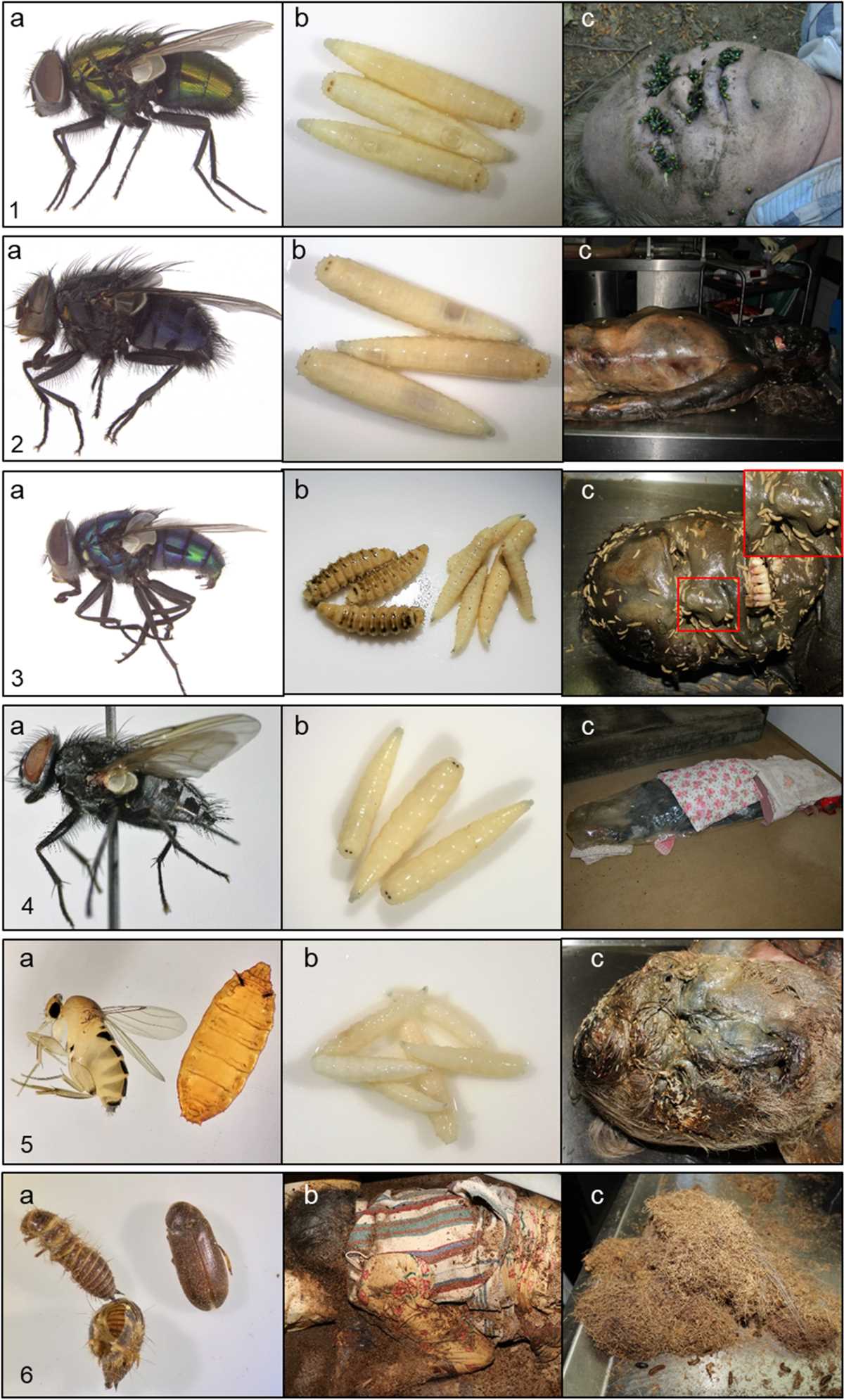 forensic entomology worksheet