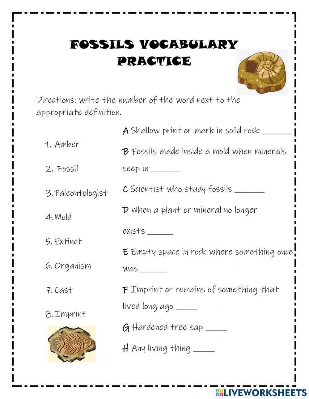fossil worksheet