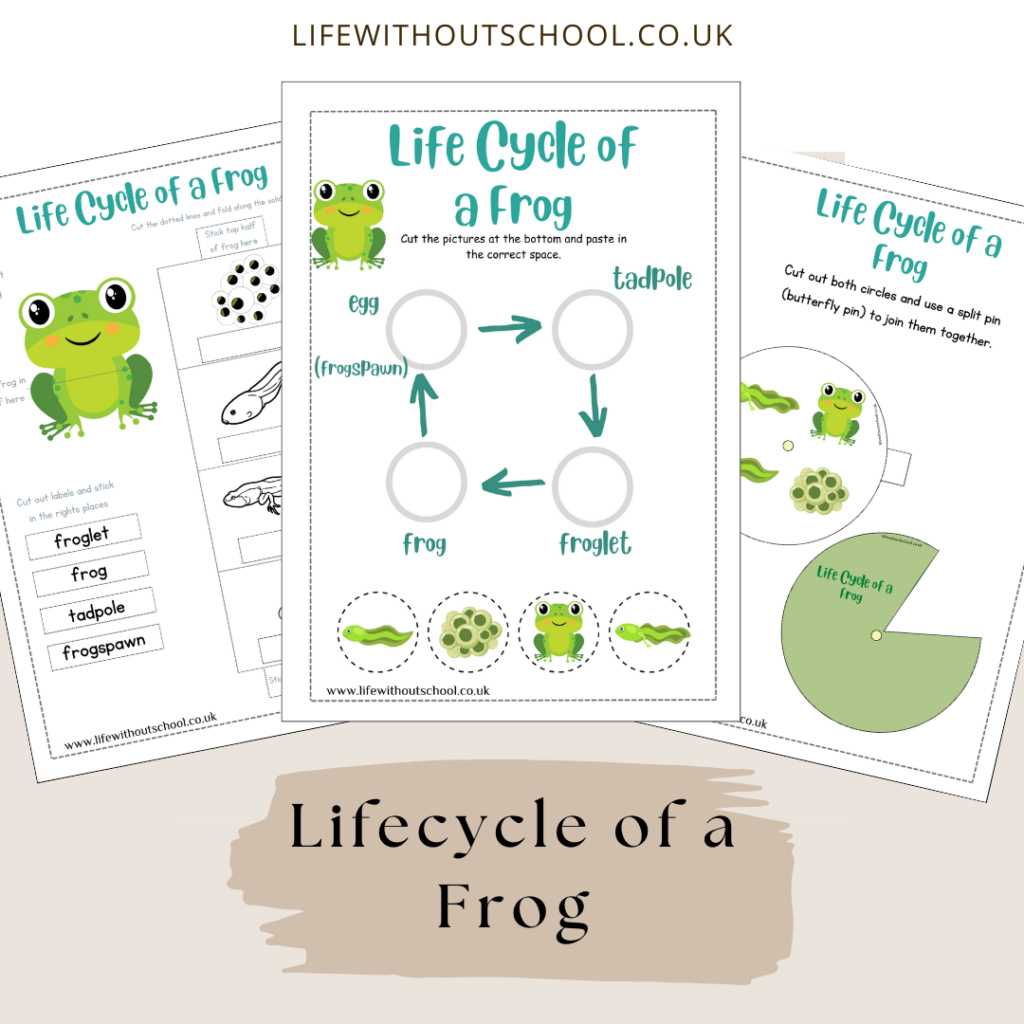 free frog life cycle worksheet