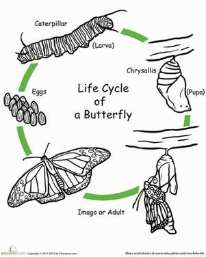 free life cycle of a butterfly worksheet