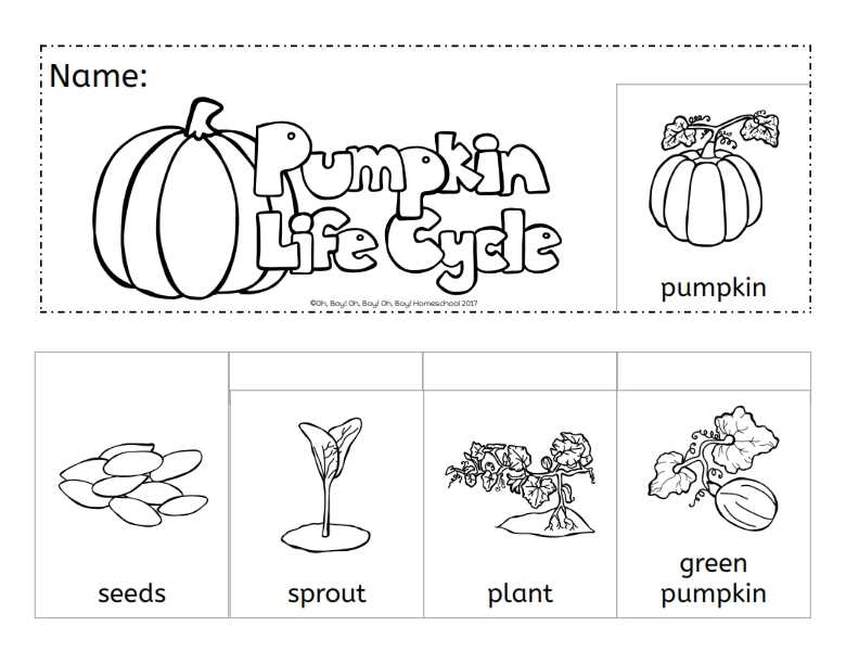 free life cycle of a pumpkin worksheet