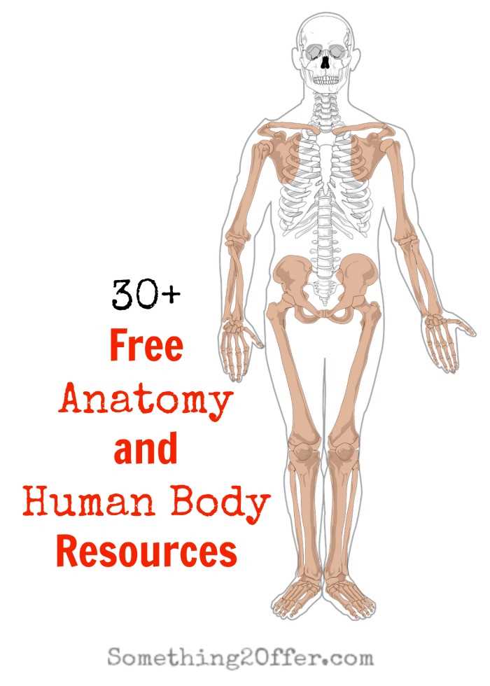 free printable anatomy and physiology worksheets