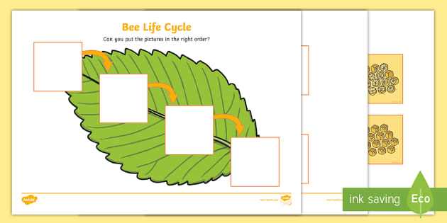 free printable bee life cycle worksheets free printable bee life cycle worksheets