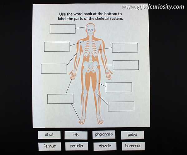 free printable human body systems worksheets