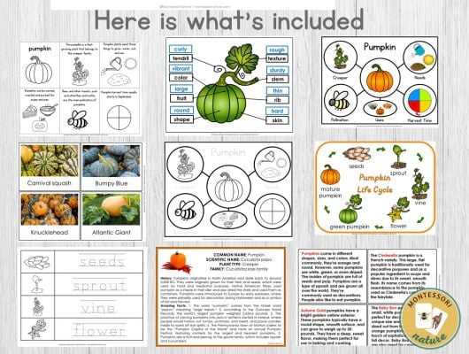 free printable parts of a pumpkin worksheet