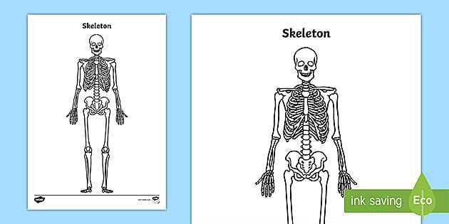 free printable skeleton worksheet