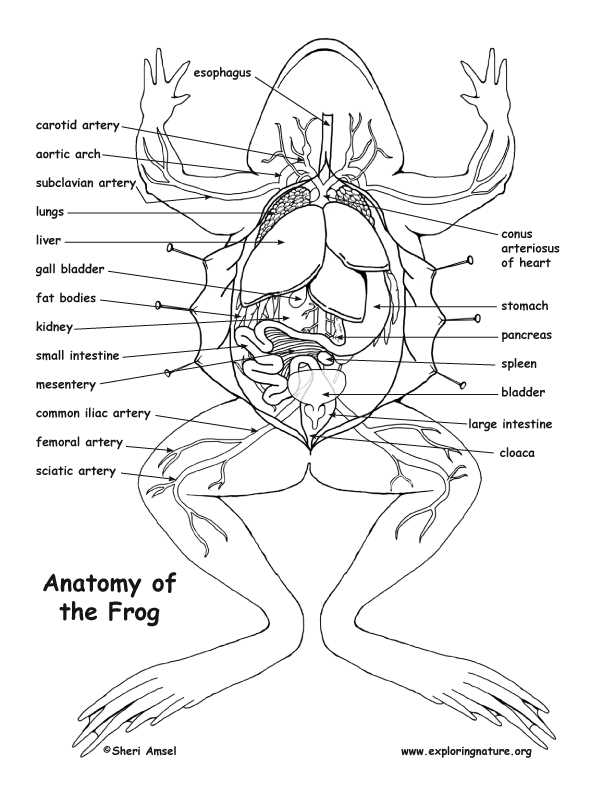 frog anatomy coloring worksheet