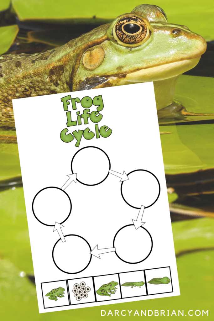 frog life cycle worksheet free