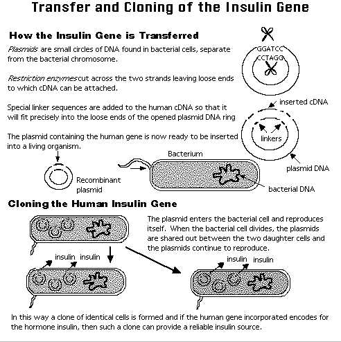 gene expression and dna technology worksheet 8