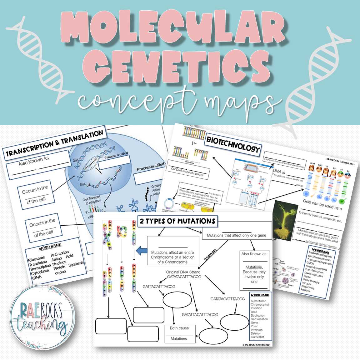 genetics worksheet