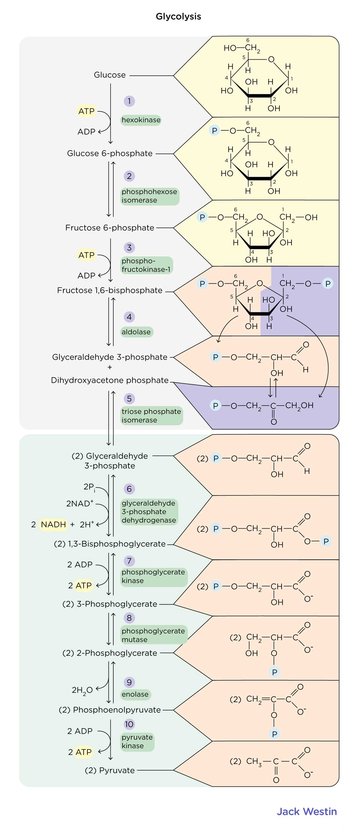 glycolysis worksheet