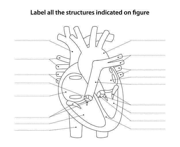 heart diagram worksheet