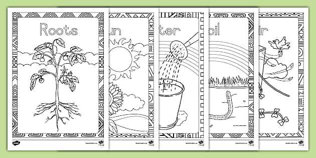 how a plant grows worksheet