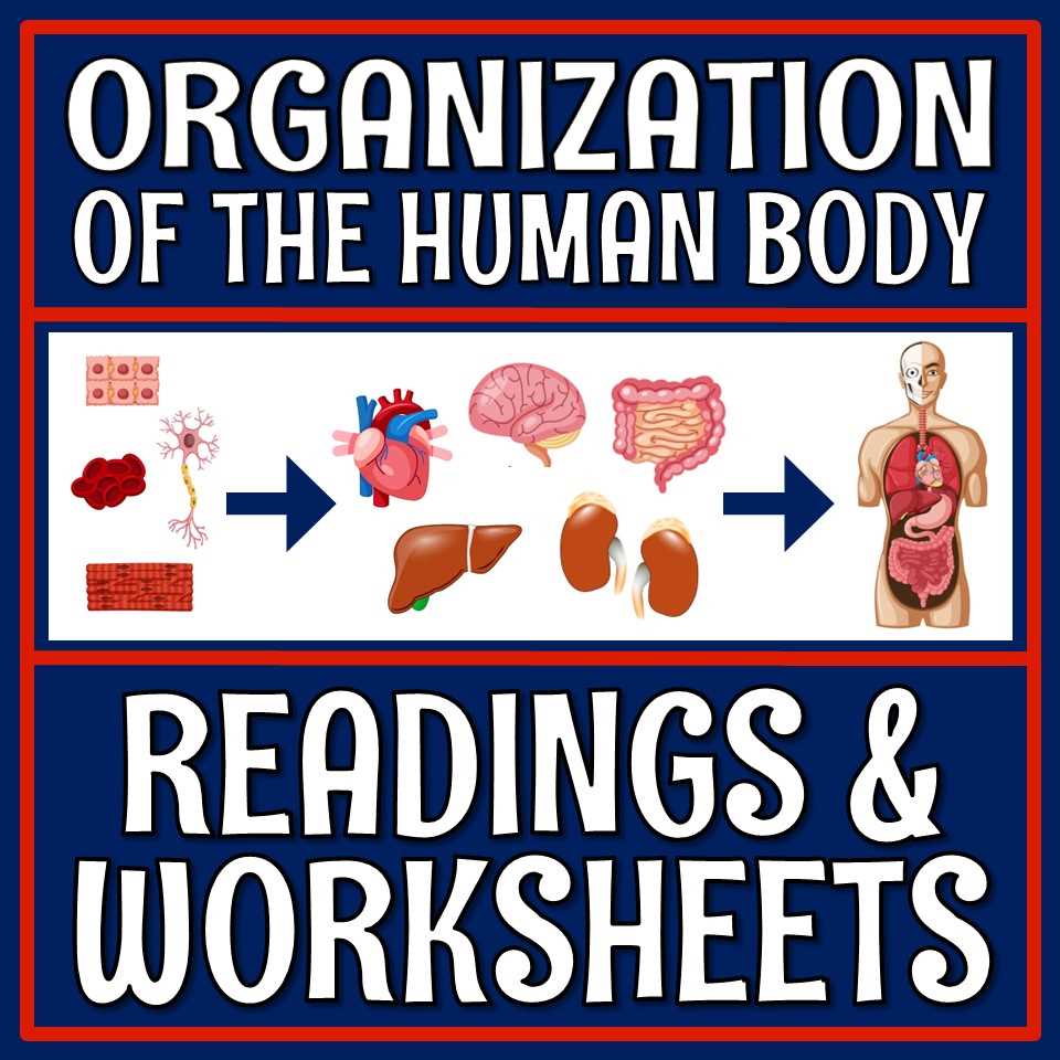 human body systems worksheets