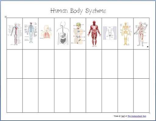 human body systems worksheets