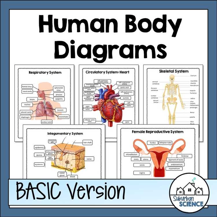 human body worksheets