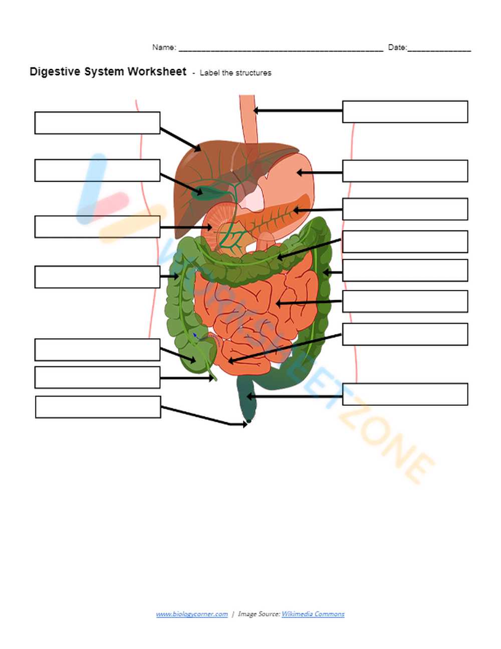 human digestive system worksheets