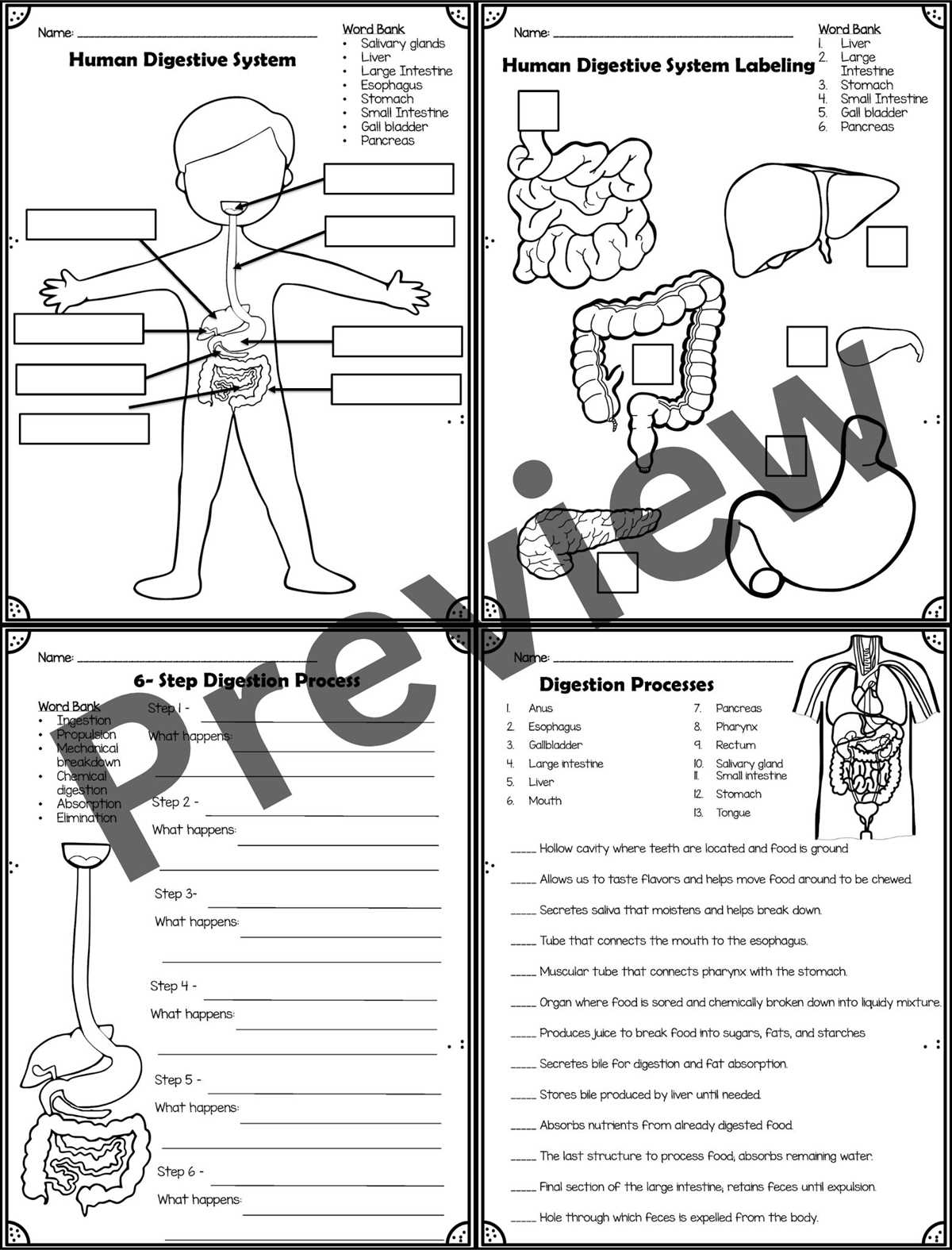 human digestive system worksheets