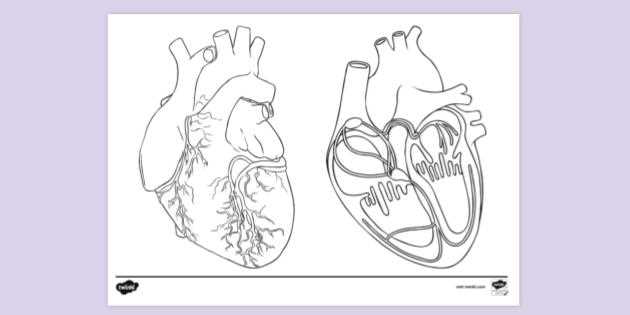 human heart coloring worksheet