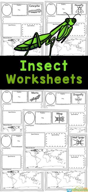 insect kindergarten worksheets