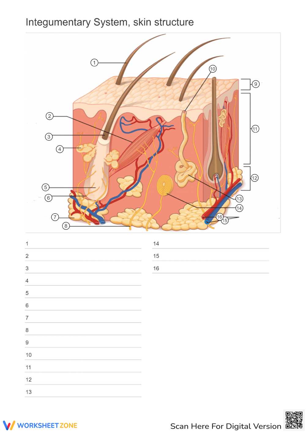 integumentary system worksheets