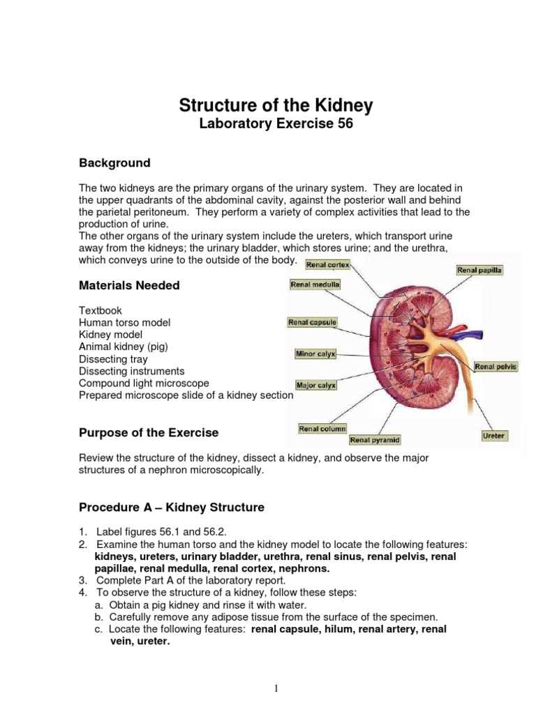 kidney worksheet