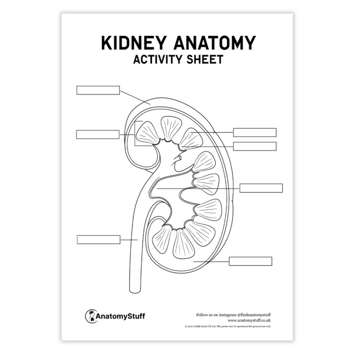 kidney worksheet