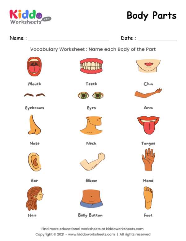 kindergarten body parts worksheet