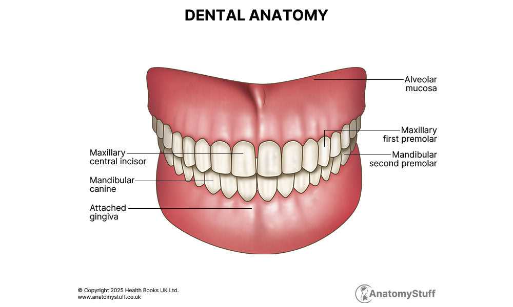 label parts of a tooth worksheet