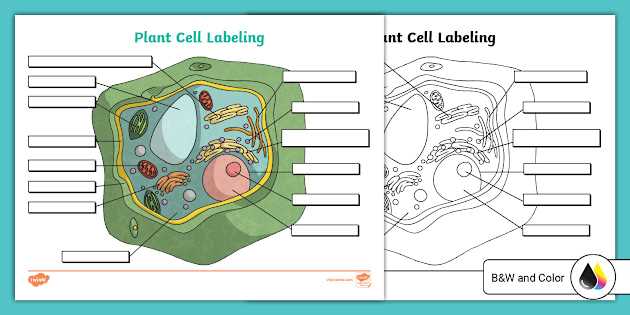 label plant cell and animal cell worksheet
