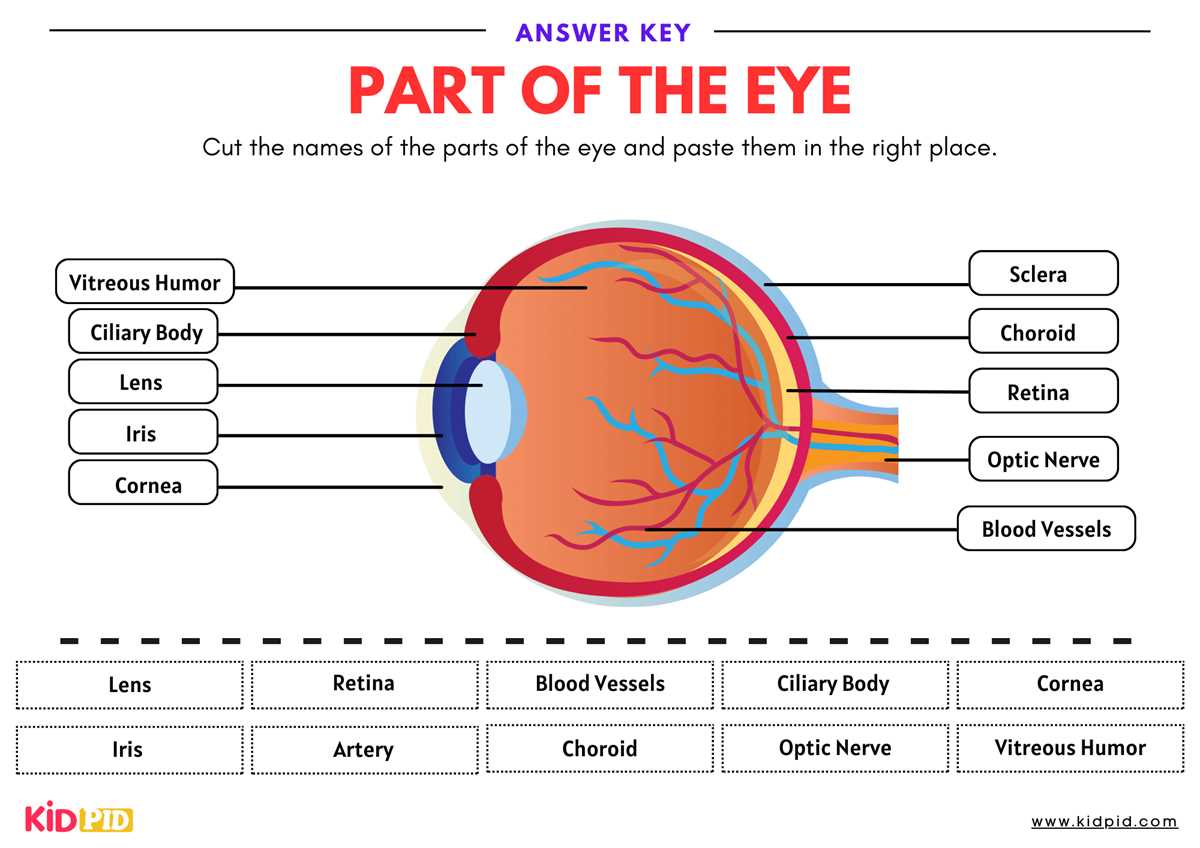 label the eye worksheet