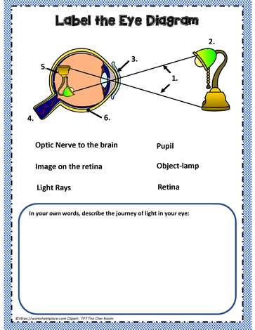 label the eye worksheet