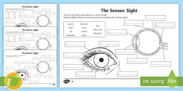 label the eye worksheet