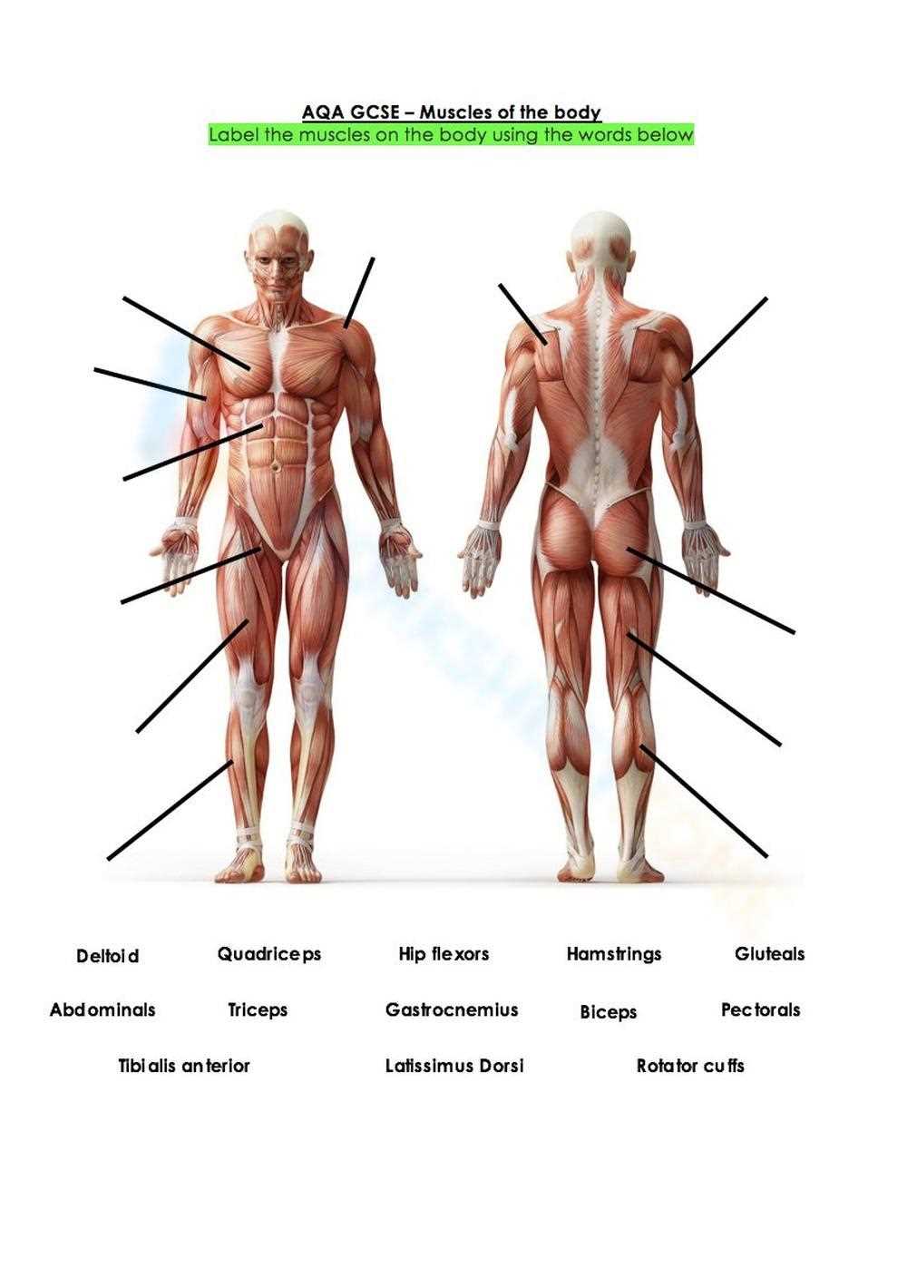 label the muscular system worksheet