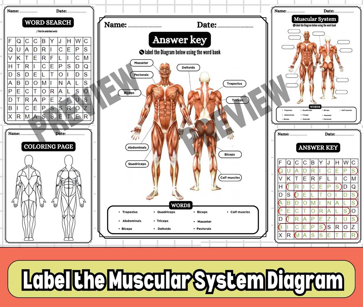 label the muscular system worksheet