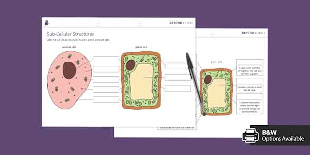labeling a plant cell worksheet