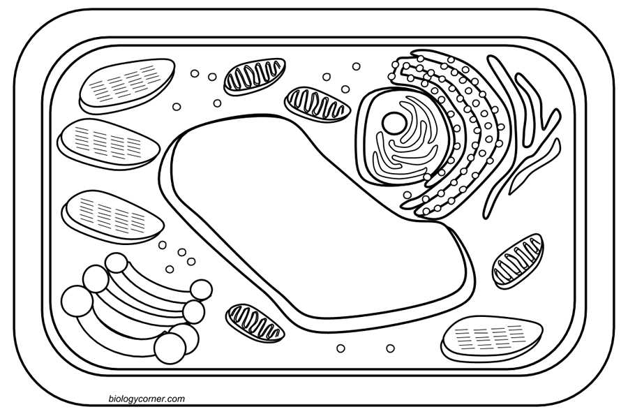 labeling a plant cell worksheet