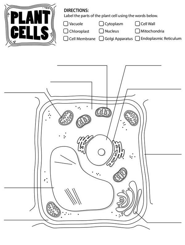 labeling a plant cell worksheet