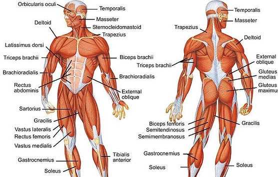 labeling muscles worksheet